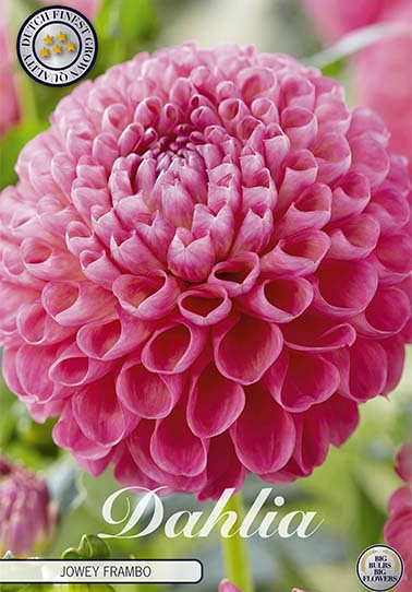 Dahlia Ball Jowey Frambo x1 I