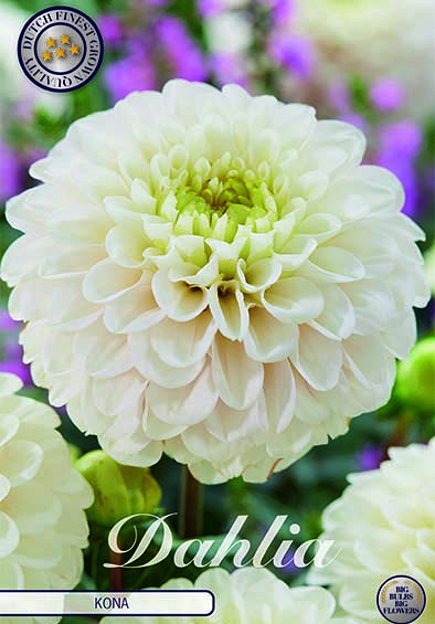 Dahlia Ball Kona x1 I .