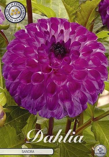 Dahlia Ball Sandra x 1 I .