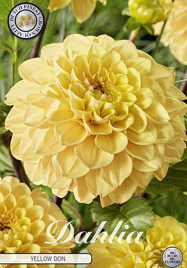 Dahlia Ball Yellow Don x1 I