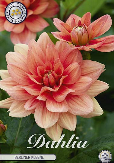 Dahlia Border Berliner Kleene x 1 I .