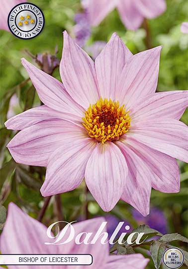 Dahlia Border Bishop of Leicester x 1 I .