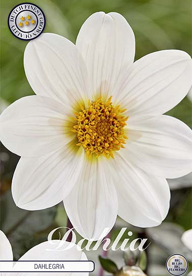 Dahlia Border Dahlegria White x1 I