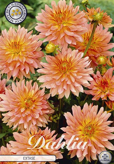 Dahlia Border Extase x 1 I .