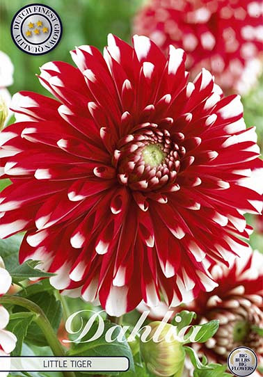 Dahlia Border Little Tiger x 1 I .