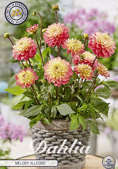 Dahlia Border Melody Allegro x1 I