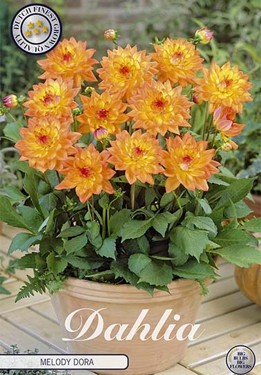 Dahlia Border Melody Dora x1 I