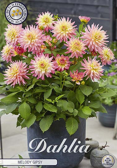 Dahlia Border Melody Gipsy x1 I