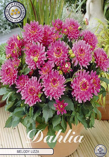 Dahlia Border Melody Lizza x1 I