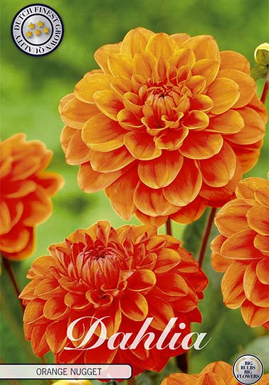 Dahlia Border Orange Nugget x 1 I .