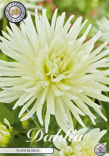 Dahlia Border Playa Blanca x 1 I .