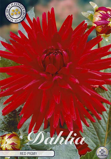 Dahlia Border Red Pigmy x 1 I .