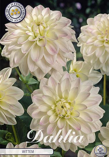 Dahlia Border Wittem x 1 I .