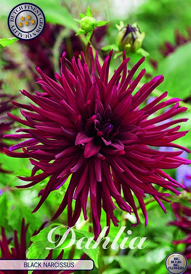 Dahlia Cactus Black Narcissus x1 I .