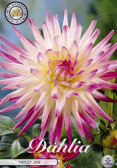 Dahlia Cactus Hayley Jane x 1 I .