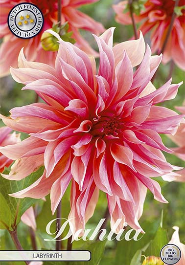 Dahlia Cactus Labyrinth x 1 I .