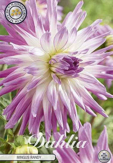 Dahlia Cactus Mingus Randy x 1 I .