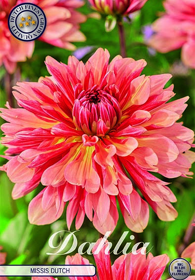 Dahlia Cactus Missis Dutch x1 I .