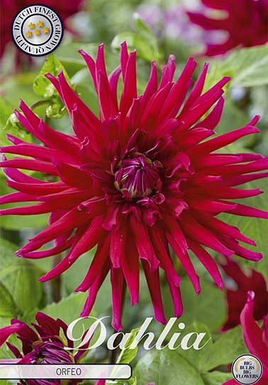 Dahlia Cactus Orfeo x 1 I .