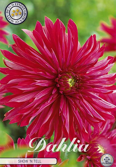 Dahlia Cactus Selina x 1 I .