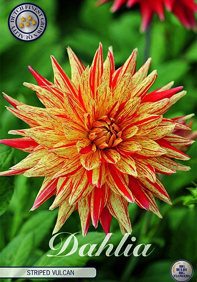 Dahlia Cactus Striped Vulcan x1 I .