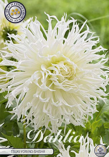 Dahlia Cactus Tsuki no Shisha x 1 I .