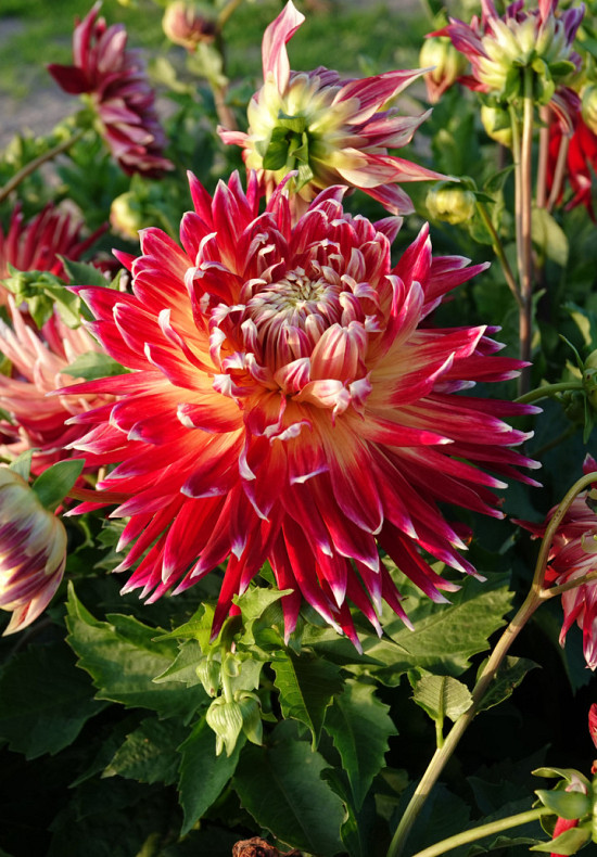 Dahlia Deco. Akita x 1 I .