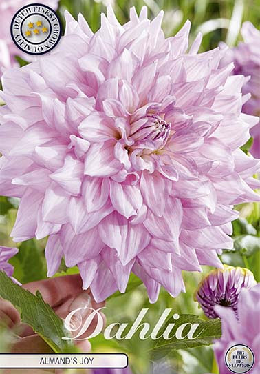 Dahlia Deco. Almand's Joy x1 I