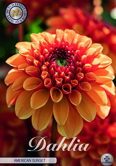 Dahlia Deco. American Sunset x1 I .