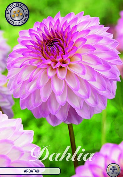 Dahlia Deco. Arbatax x1 I .