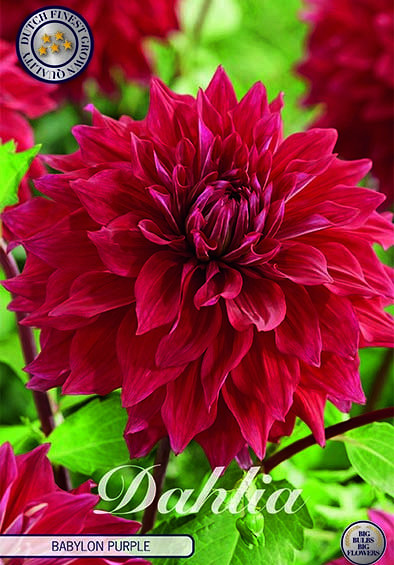 Dahlia Deco. Babylon Purple x1 I .