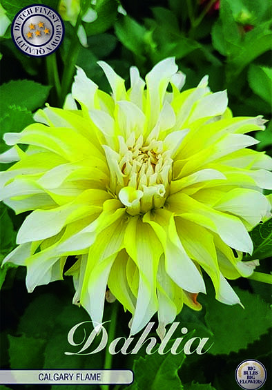 Dahlia Deco. Calgary Flame x1 I .