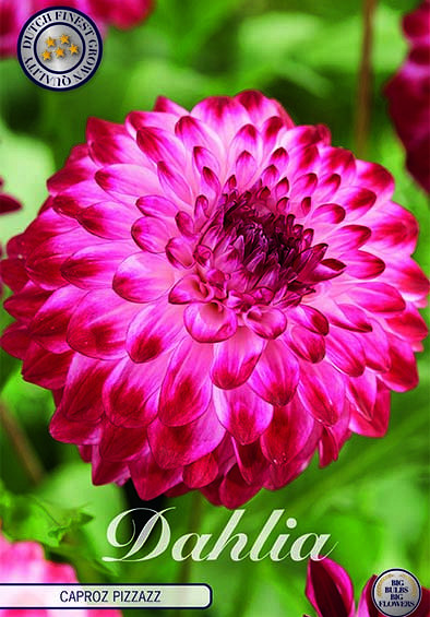 Dahlia Deco. Caproz Pizzazz x1 I .