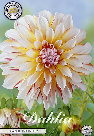 Dahlia Deco. Caribbean fantasy x 1 I .