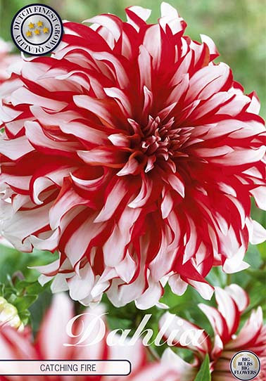 Dahlia Deco. Catching Fire x 1 I .