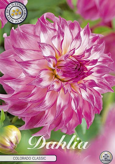 Dahlia Deco. Colorado Classic x 1 I .