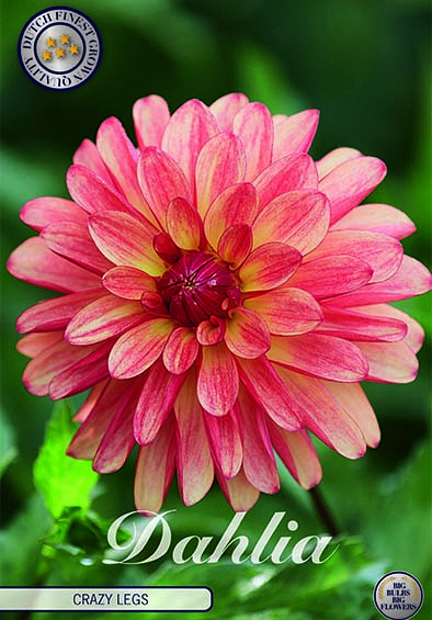 Dahlia Deco. Crazy legs x1 I .