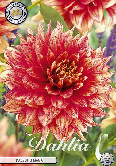 Dahlia Deco. Dazzling Magic x 1 I .