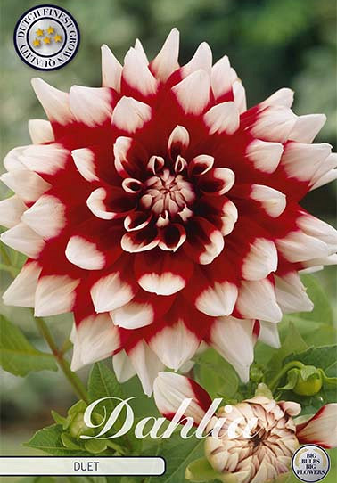 Dahlia Deco. Duet x 1 I .