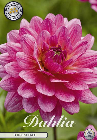 Dahlia Deco. Dutch Silence x 1 I .