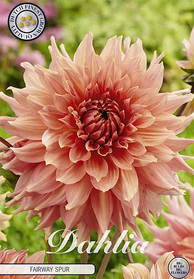 Dahlia Deco. Fairway Spur x1 I