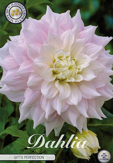 Dahlia Deco. Gitts Perfection x1 I