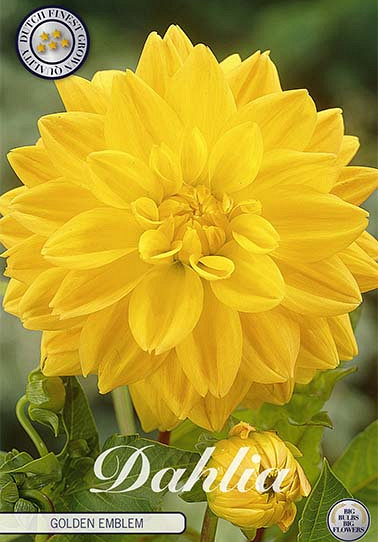 Dahlia Deco. Golden Emblem x 1 I .