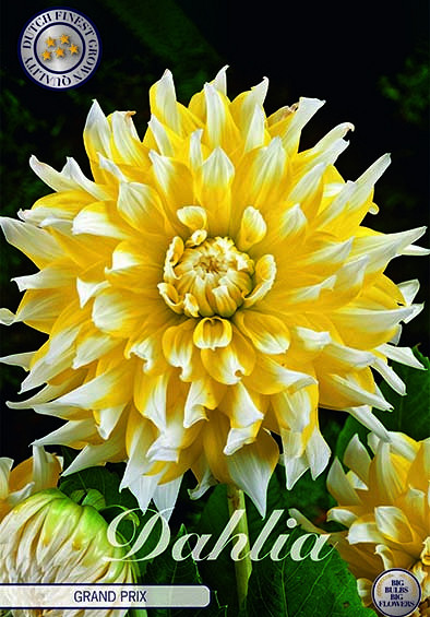 Dahlia Deco. Grand Prix x1 I .