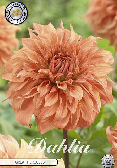 Dahlia Deco. Great Hercules x1 I