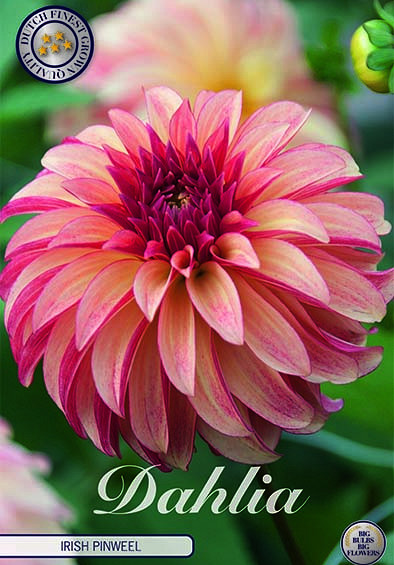 Dahlia Deco. Irish Pinweel x1 I .