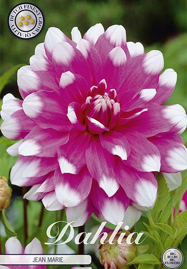 Dahlia Deco. Jean Marie  x 1 I .