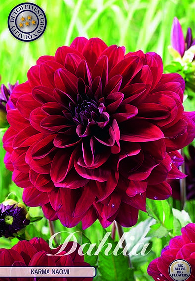 Dahlia Deco. Karma Naomi x1 I .