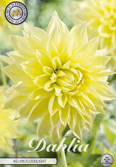 Dahlia Deco. Kelvin Floodlight x1 I