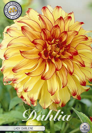 Dahlia Deco. Lady Darlene x 1 I .